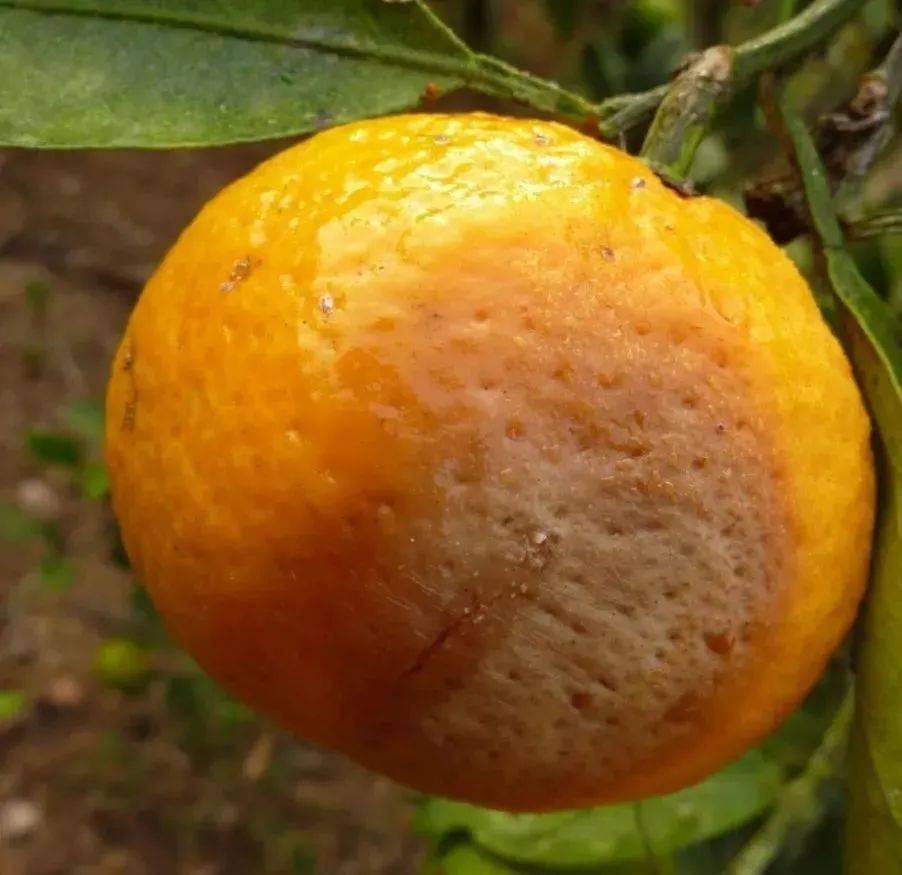 最近气温反复无常柑橘落果开始有点多要注意做好这4点