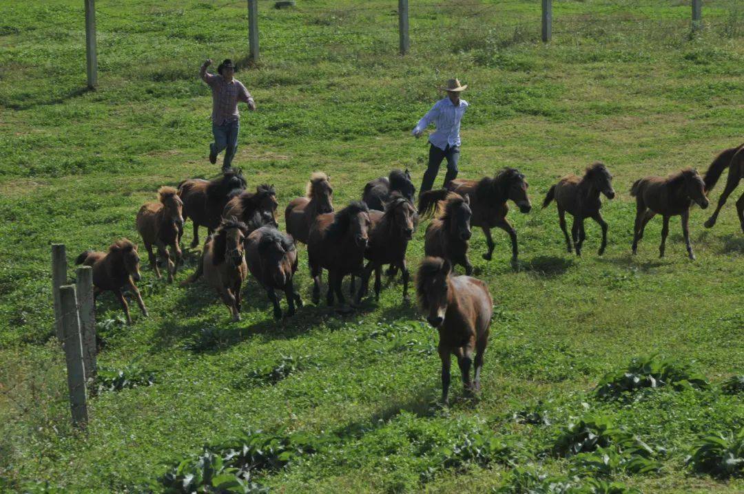 宁强马西南马的代表品种之一如今却濒临灭绝