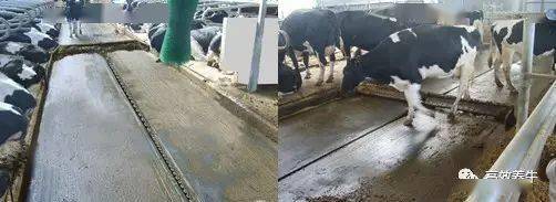 牛舍地面排尿坡度图片图片