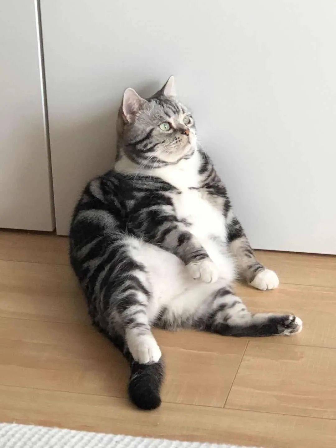 肥猫眼神沧桑醉卧街头你愿意和它喝一杯吗