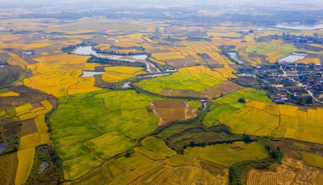 喜看稻菽千重浪巢湖广袤大地已满目金黄秋色如画