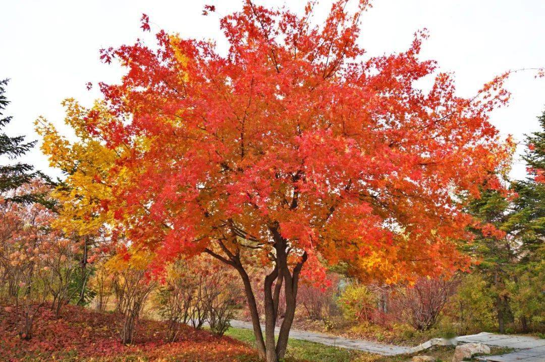 彩叶桢树图片图片