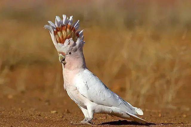 67凤头鹦鹉头冠有什么作用漂亮的头冠还有1种功能