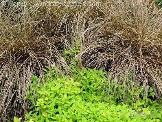 枯萎造就了它们的魅力