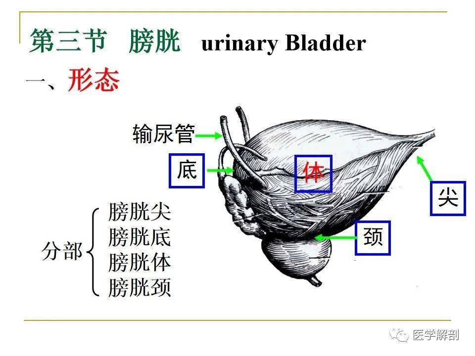 尿道解剖 结构图图片