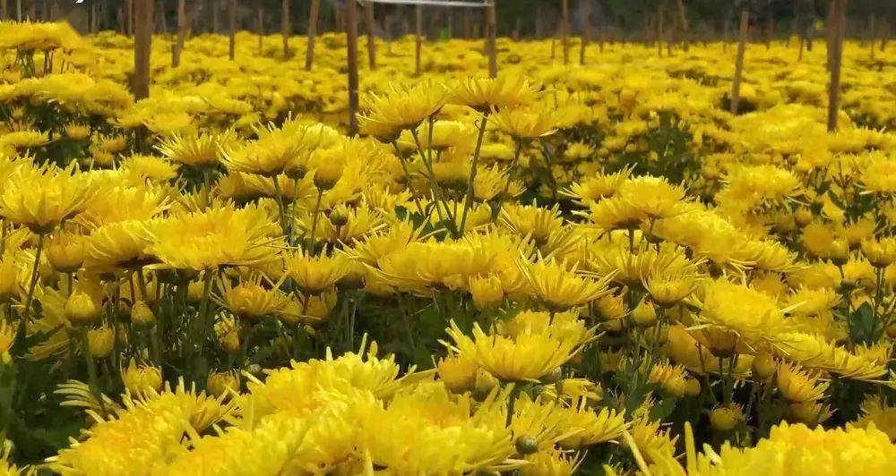 金丝皇菊满地开,脱贫奔康有门路_种植