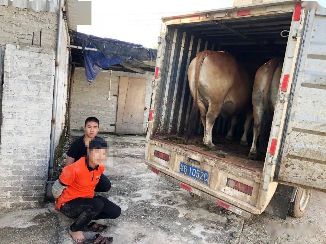 大快人心廉江公安抓获2名偷牛贼查获被盗耕牛10头