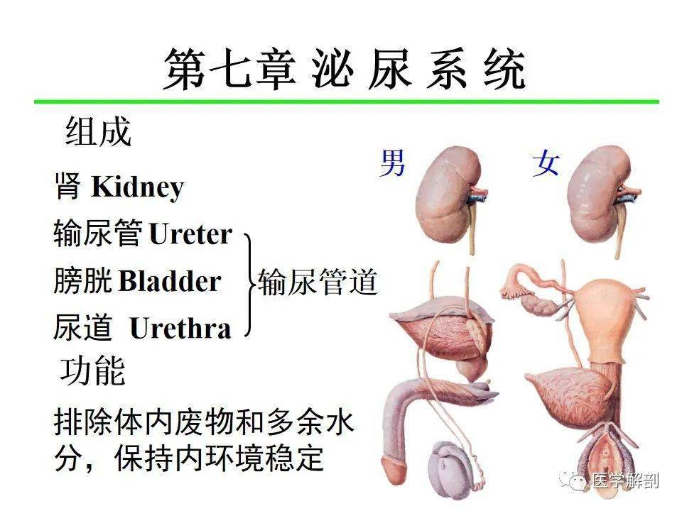 解剖泌尿系统丨泌尿系统解剖详解_位置