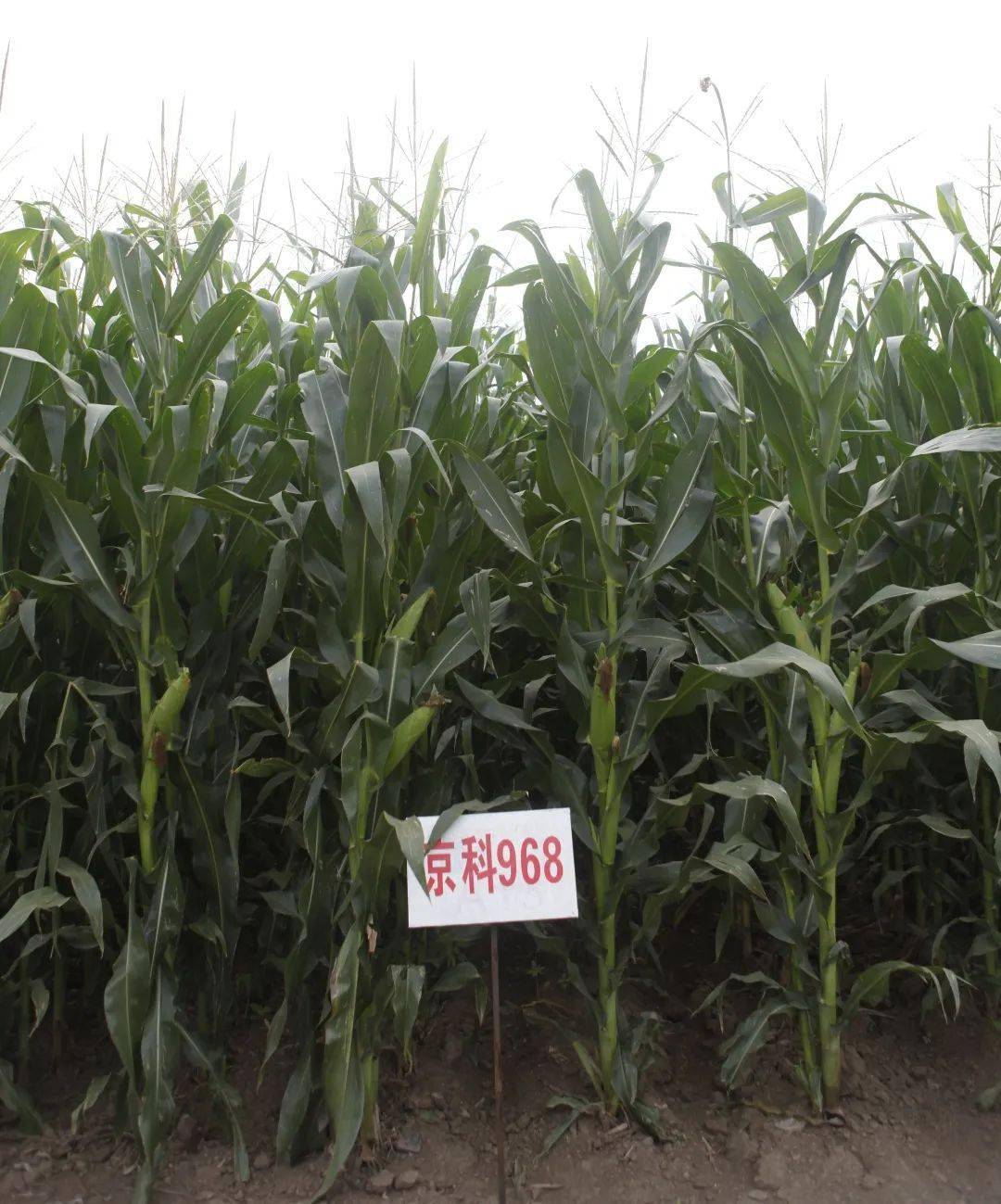 赞赞赞本市3种玉米入选荣誉殿堂