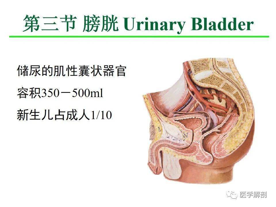 解剖泌尿系統丨泌尿系統解剖詳解