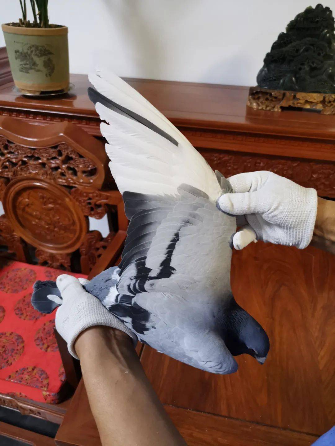 五羽第四羽第三羽第二羽第一羽文章后面有胡刚老师近年成绩及种鸽介绍