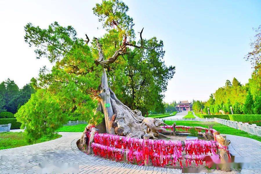 盐湖区舜帝陵的侧柏古树芮城县大禹渡景区的侧柏古树垣曲县皋落乡槐南