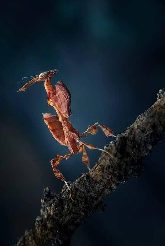 呈现你的精彩摄影之都影友原创人像生态微距作品优选20201027