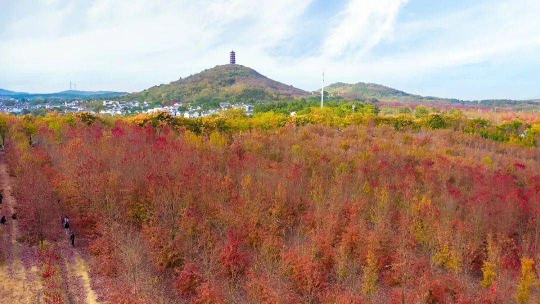 慢城大山村旁的楓彩園如此美景怎能錯過楓彩園的紅楓即將染紅慢城又是