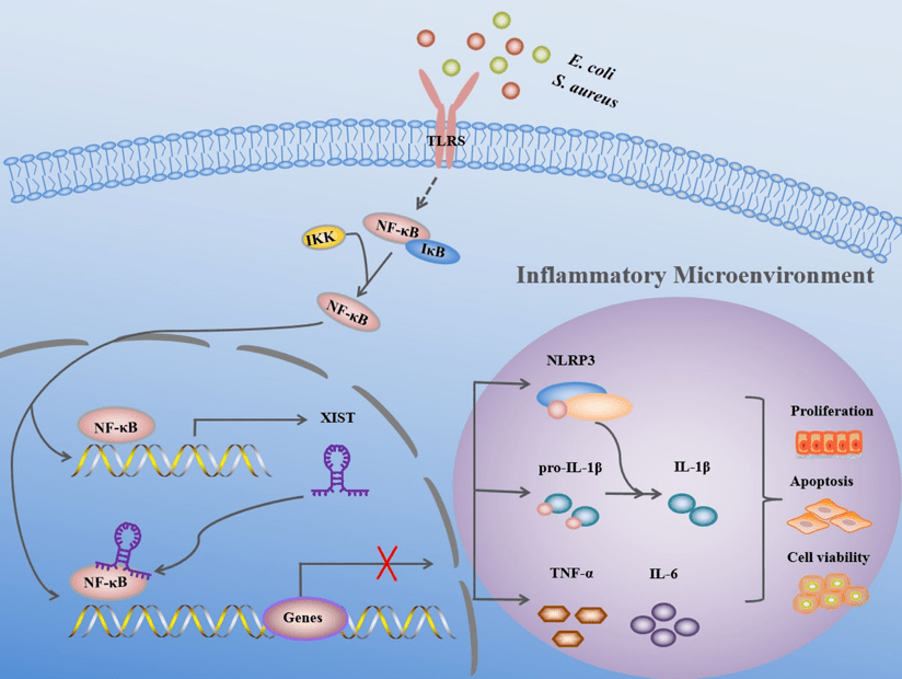 由於lncrna-xist可以調節促炎細胞因子的表達,研究人員推測lncrna