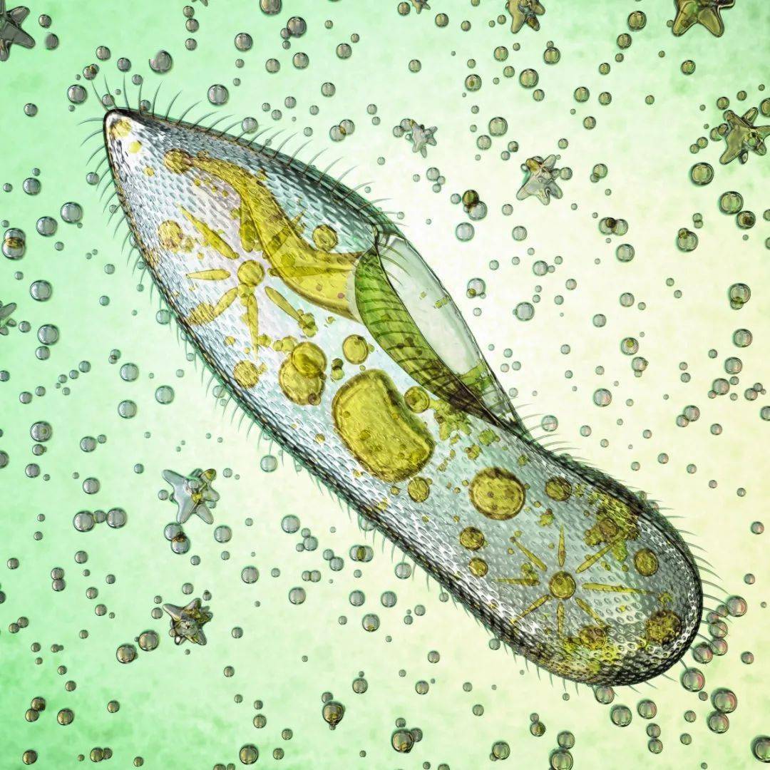 草履虫摆动周身的纤毛在水中自由沉浮,衣藻晃动两根长长的鞭毛在清澈