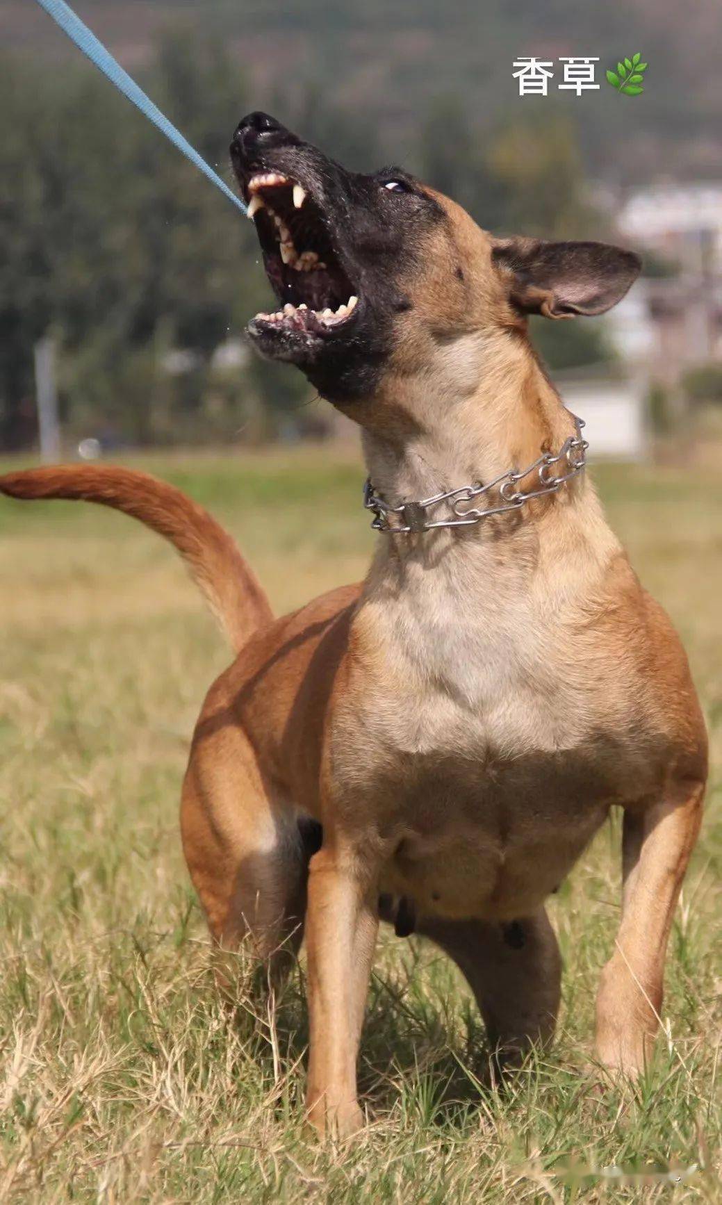 德国进口种母,一条非常顶级的马犬种母,和法克斯一个主人,临沂老枯树