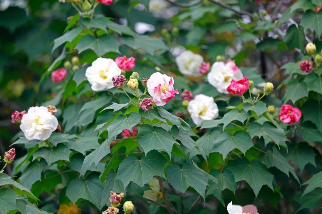 "木芙蓉形态如牡丹花般重重叠叠,娇艳无比,开花过程更是独树一帜,清晨