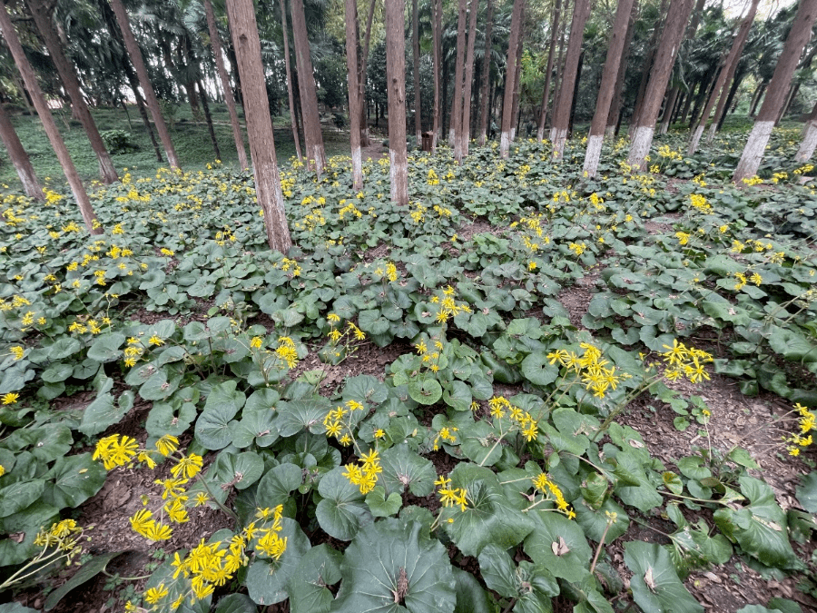 秋風起,松江這座古園裡的