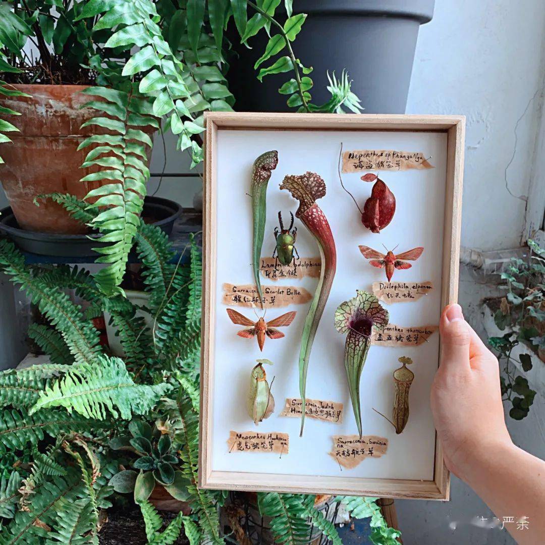 是手工达人又是业余昆虫爱好者,迷恋家居软装又痴迷自然物种多样性