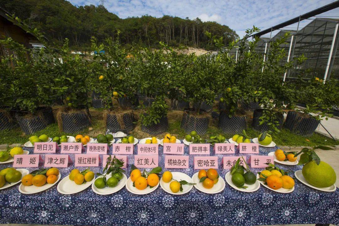 又是一年橘飘香第四届柑橘文化节首场活动来了