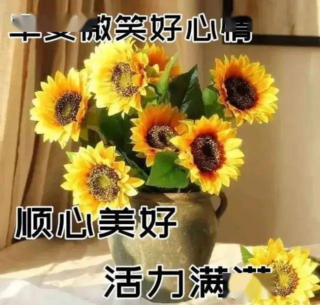 漂亮早安問候圖片鮮花帶字漂亮好看的鮮花早上好問候語圖片