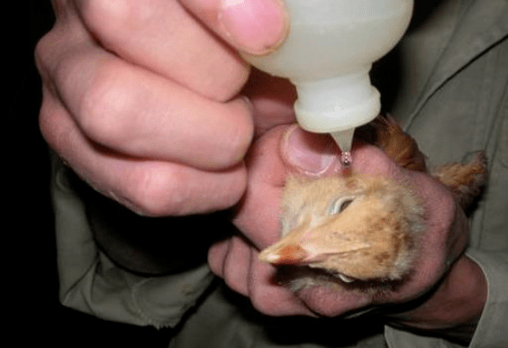 鸡传染性支气管炎不可怕掌握以下4点养鸡人轻松防治