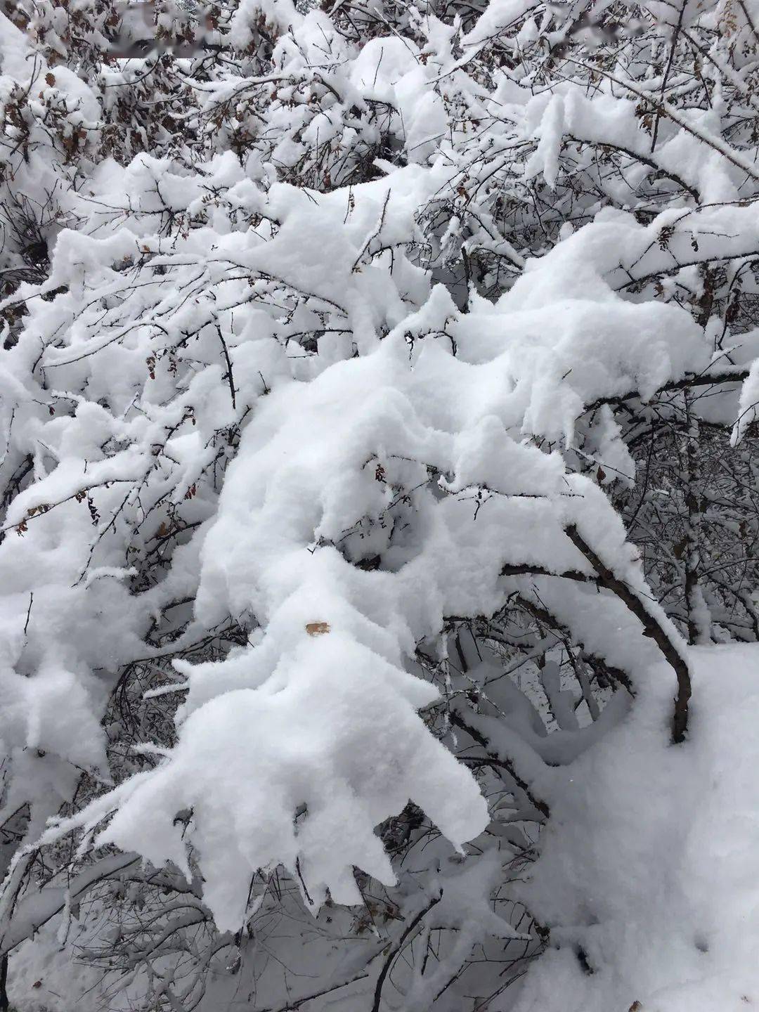 下阵雪图片图片