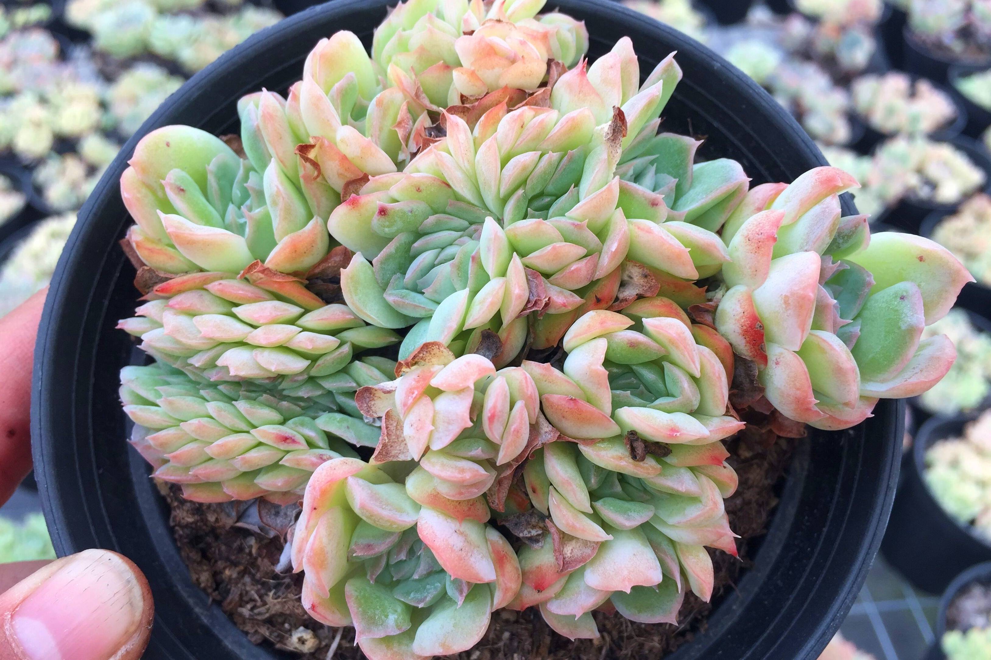 多肉大棚逛一圈不同状态的桑切斯好漂亮你喜欢吗