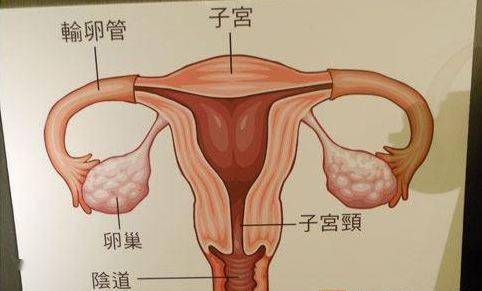 女人的卵巢到底有什么用教你如何提高卵巢功能