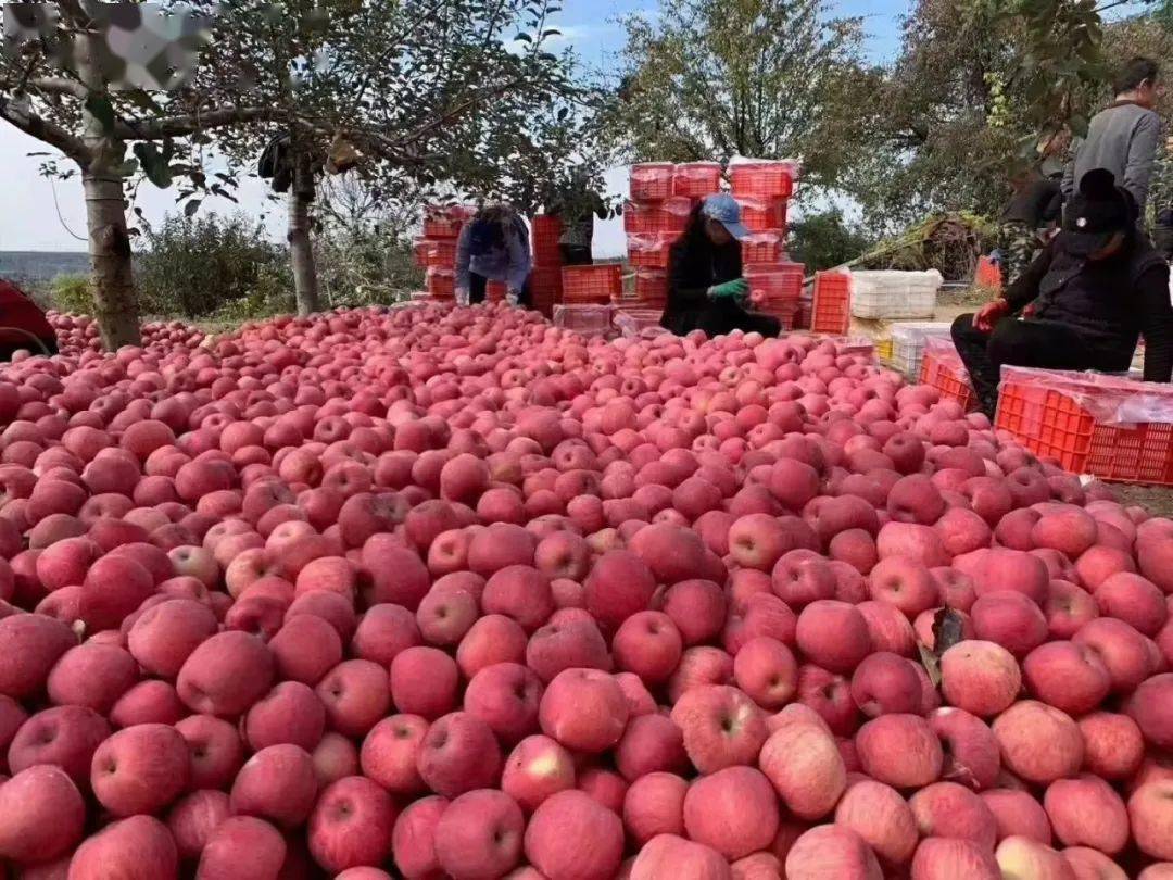 2017年以来,交口河镇通过苹果产业后整理,补齐基地短板,鼓励群众生产
