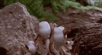 野生蘑菇再次生长出来古蔺雨水比较充沛