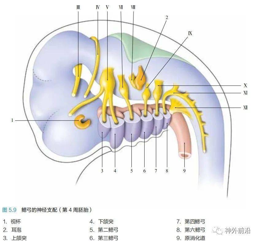 9)由神經嵴分化而來,分成4 個神經節粗胚,即三叉神經節,面聽神經節,舌