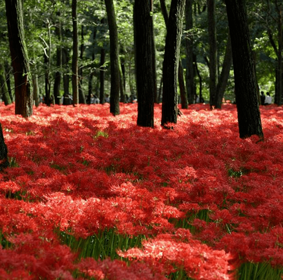 日本彼岸花景点9选推荐_手机搜狐网