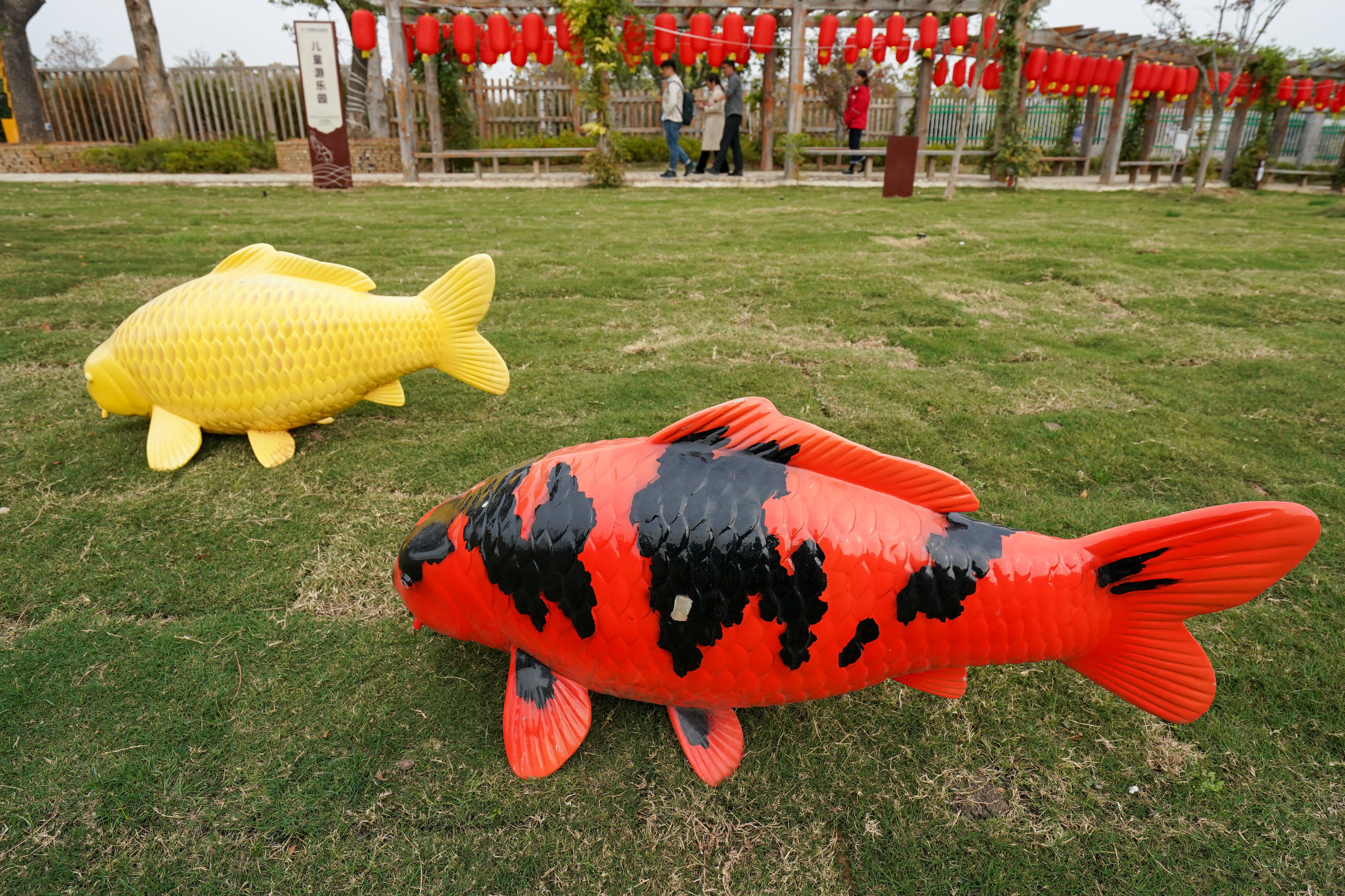 徐州贾汪锦鲤游出致富路