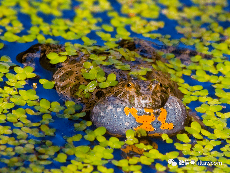 物种图册红腹铃蟾