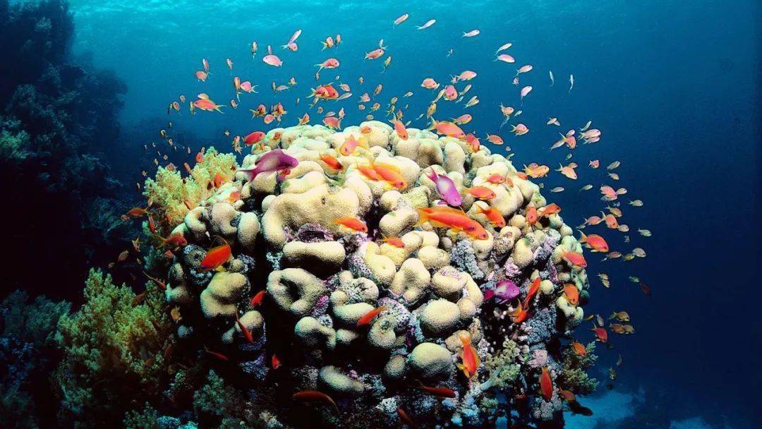 大堡礁的形成过程图片