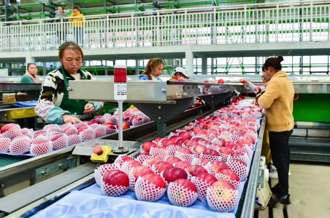 威宁:红红的果儿唱出火热的致富歌_苹果