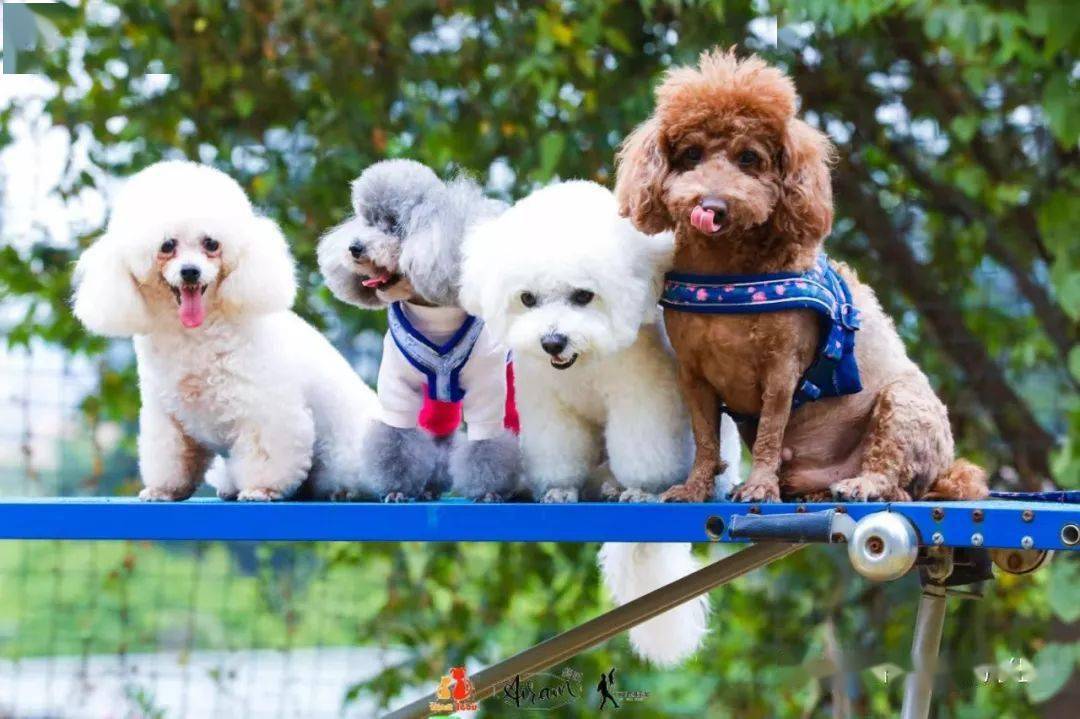 阿猫阿狗首届yo范儿萌宠节深圳坂田星河worldcocopark最好玩的宠物