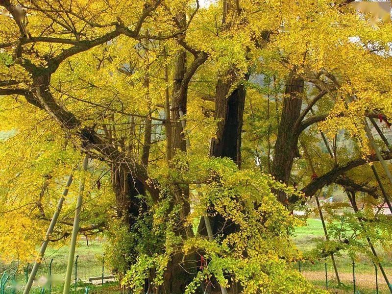 西安千年银杏进入观赏期这棵曾在外网刷屏的古树究竟有多美