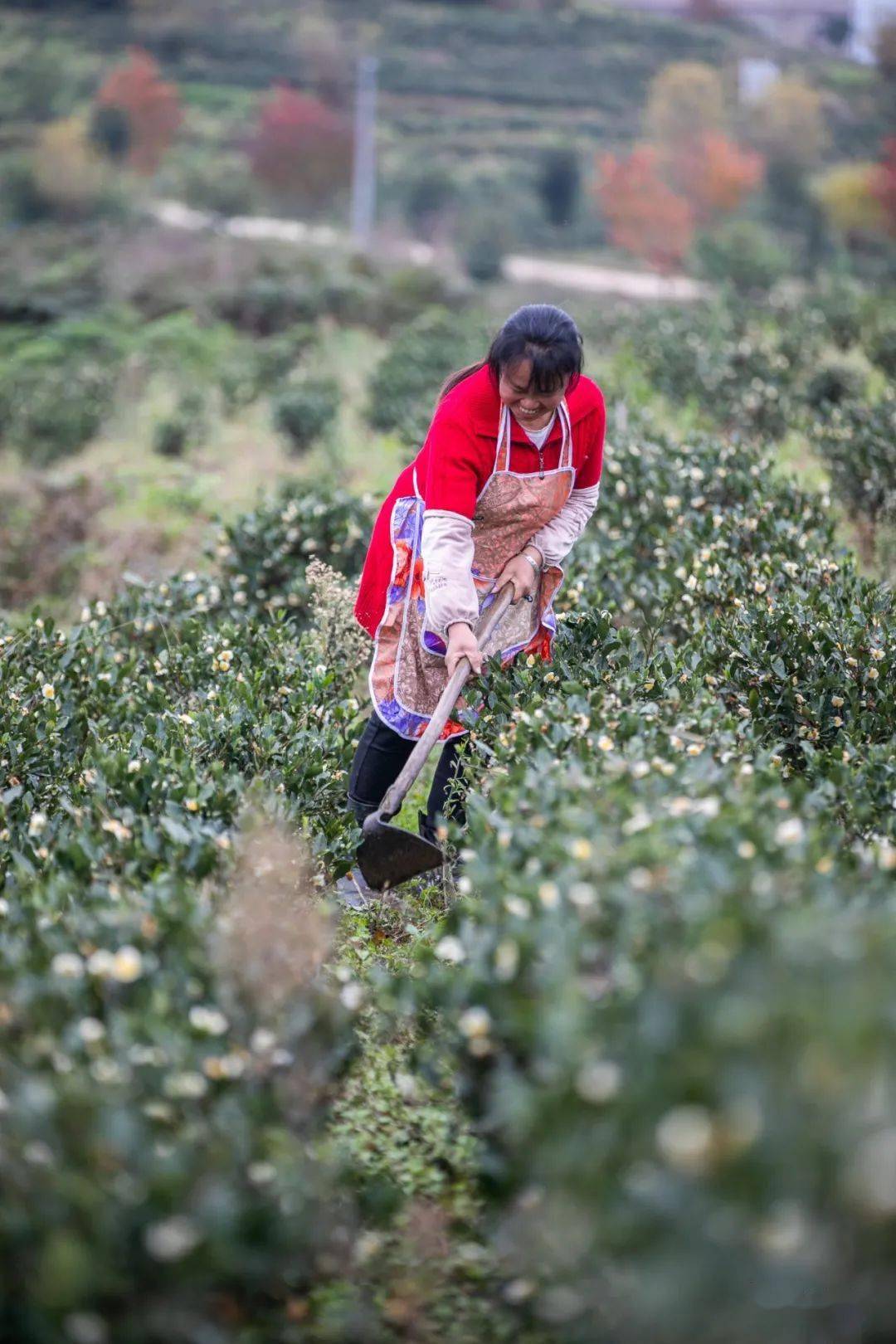 村民在茶园里进行秋季田间管理 金秋时节 七星关区杨家湾镇开林村
