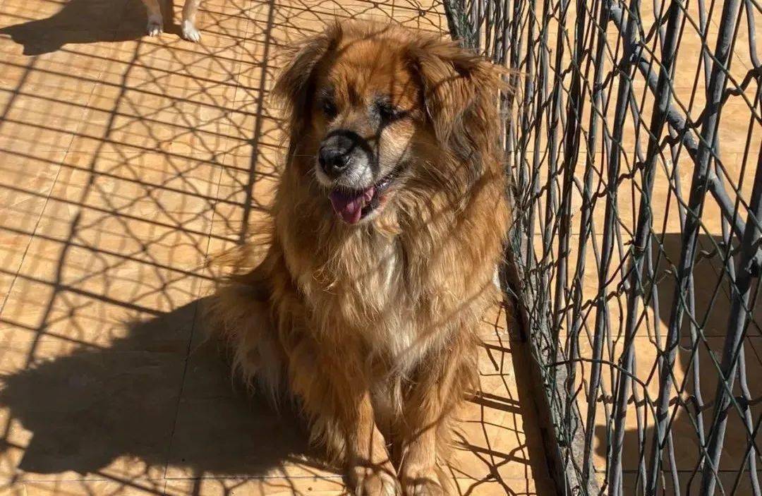 基地狗娃儿们华丽"变身",快来找出熟悉的它!_毛孩子