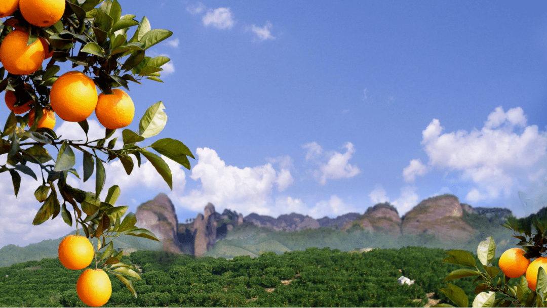 湖南省2020年度湖南气候好产品候选产品巡展第九弹崀山脐橙