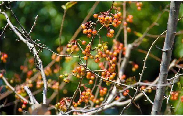 上海动物园收获秋天的馈赠累累秋果挂满枝头