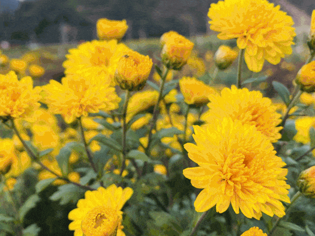 就在本周日休宁县蓝田镇第三届菊花节盛大开幕