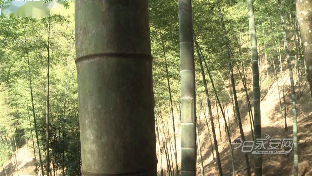 次竹博会活动之一的2020年度"走进竹乡永安61寻找最美竹王"评选活动