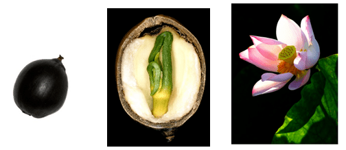 大自然的匠心独具:奇特的种子(一)丨凡此种种