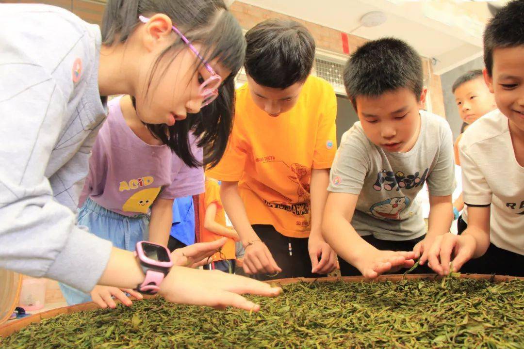 报名茶文化基地研学亲子行体验制茶全过程名额有限