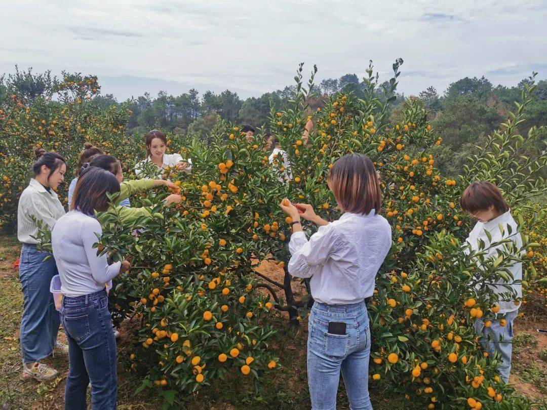 桔乡70万亩蜜桔喜开丰收剪