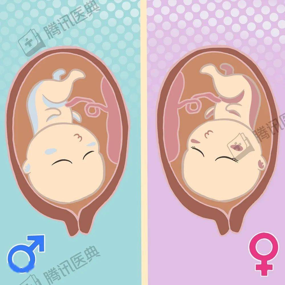 性腺就会分化发育成卵巢等到第13周如果是女宝宝,体内没有y染色体性腺